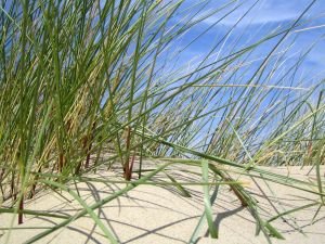 Barbecueën, voorkom letselschade